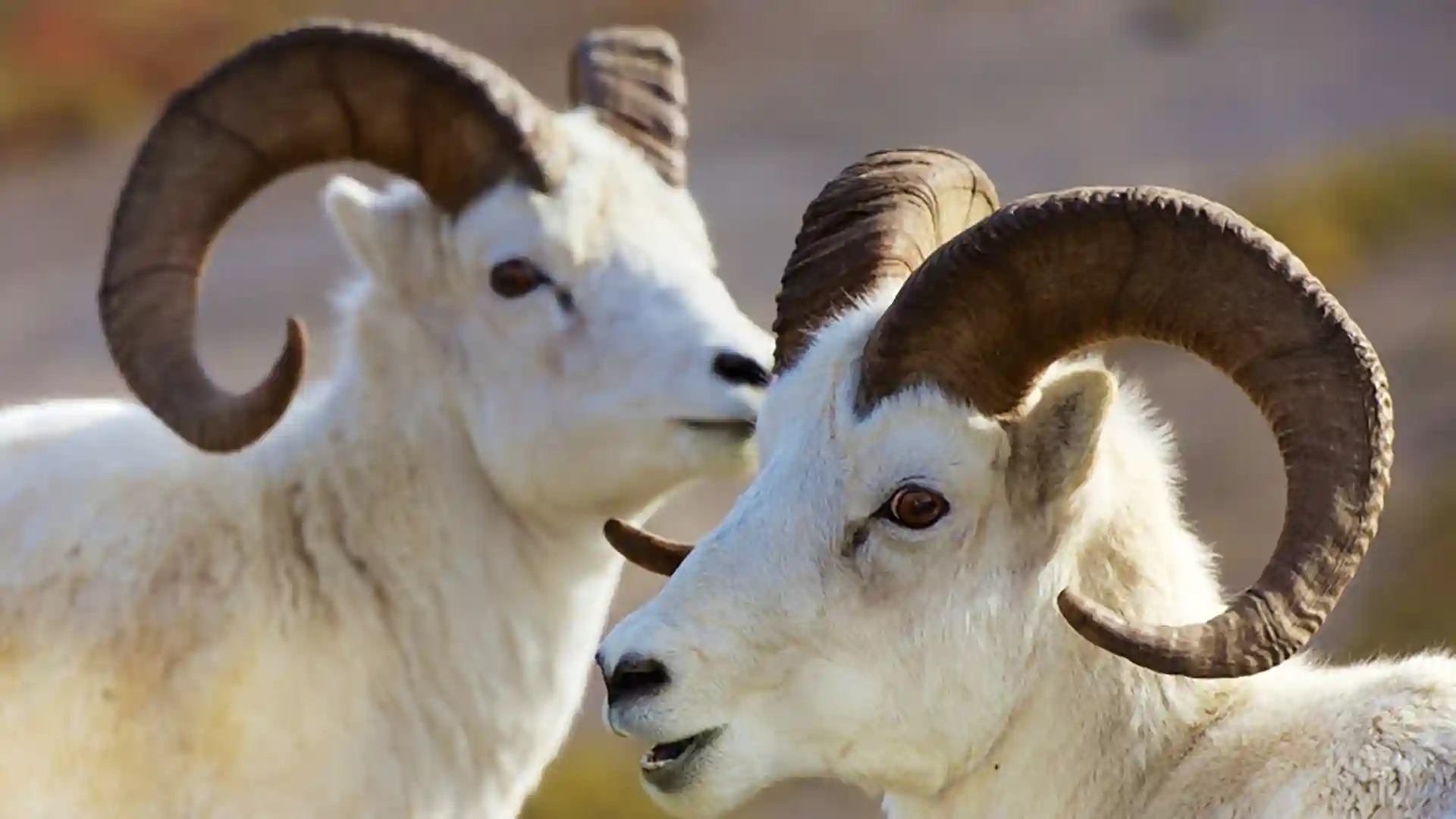 View of two Dall sheep in Alaska.