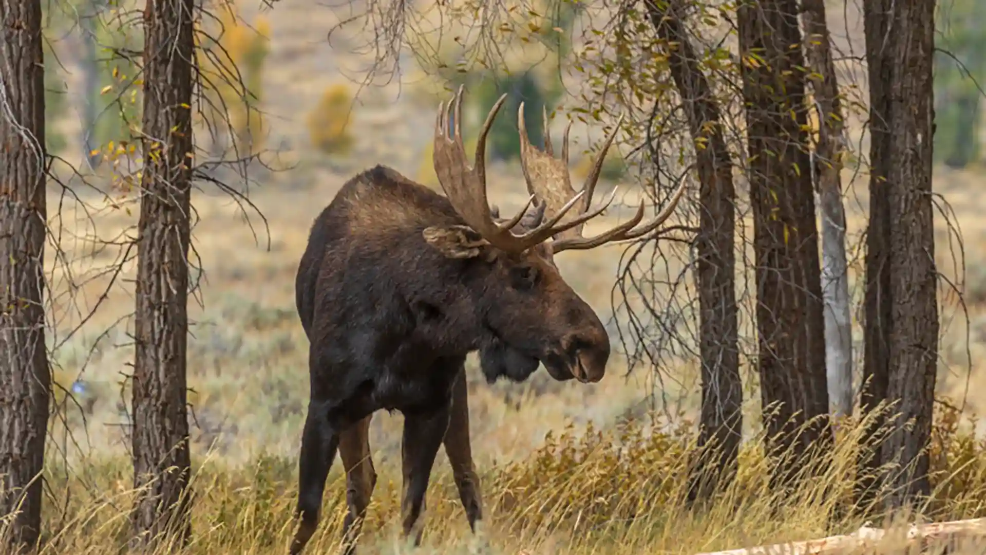 View of moose in Alaska forest.
