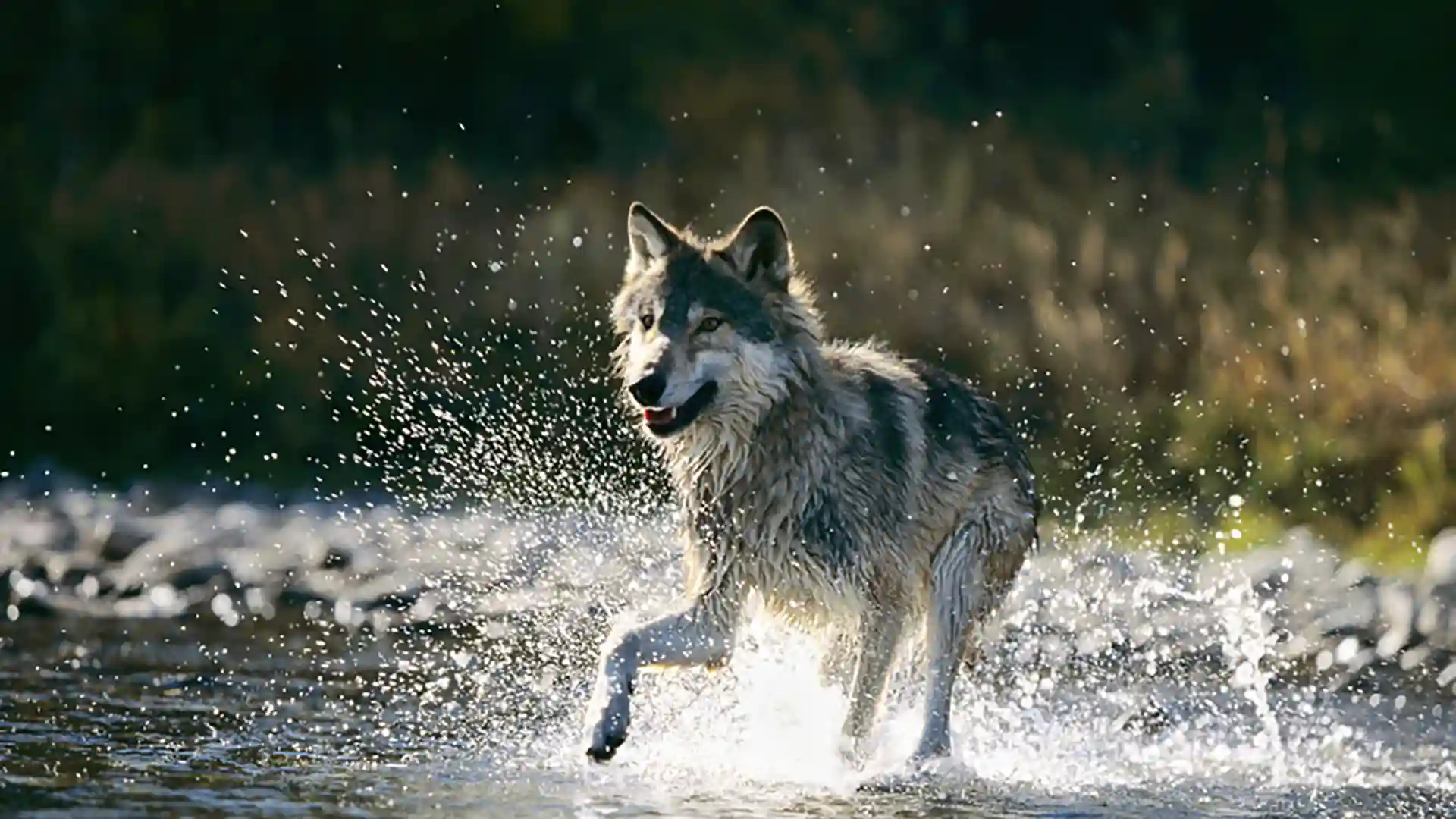 View of wolf splashing in water.