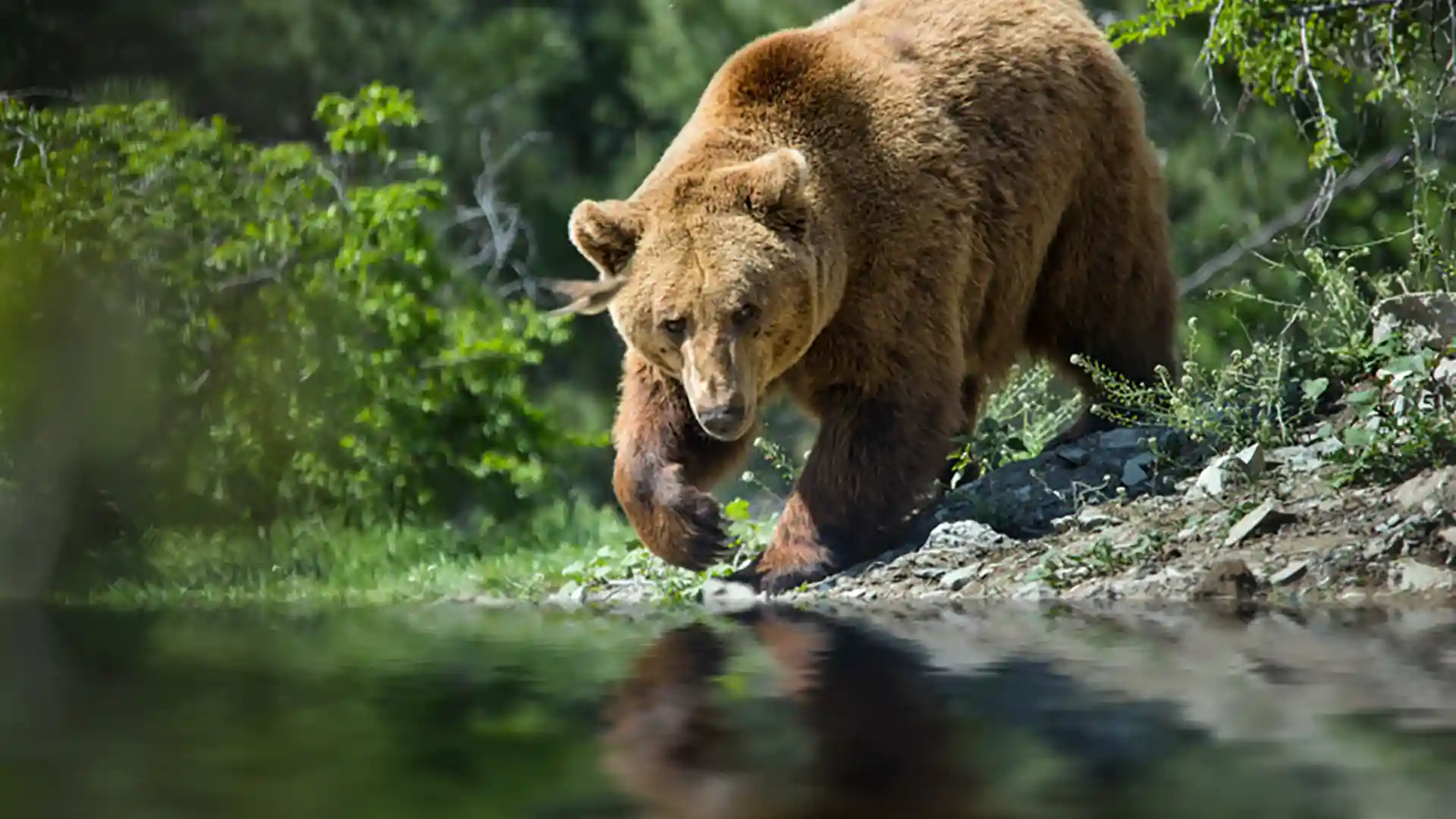 Brown bear approaching calm waters with forest in background.