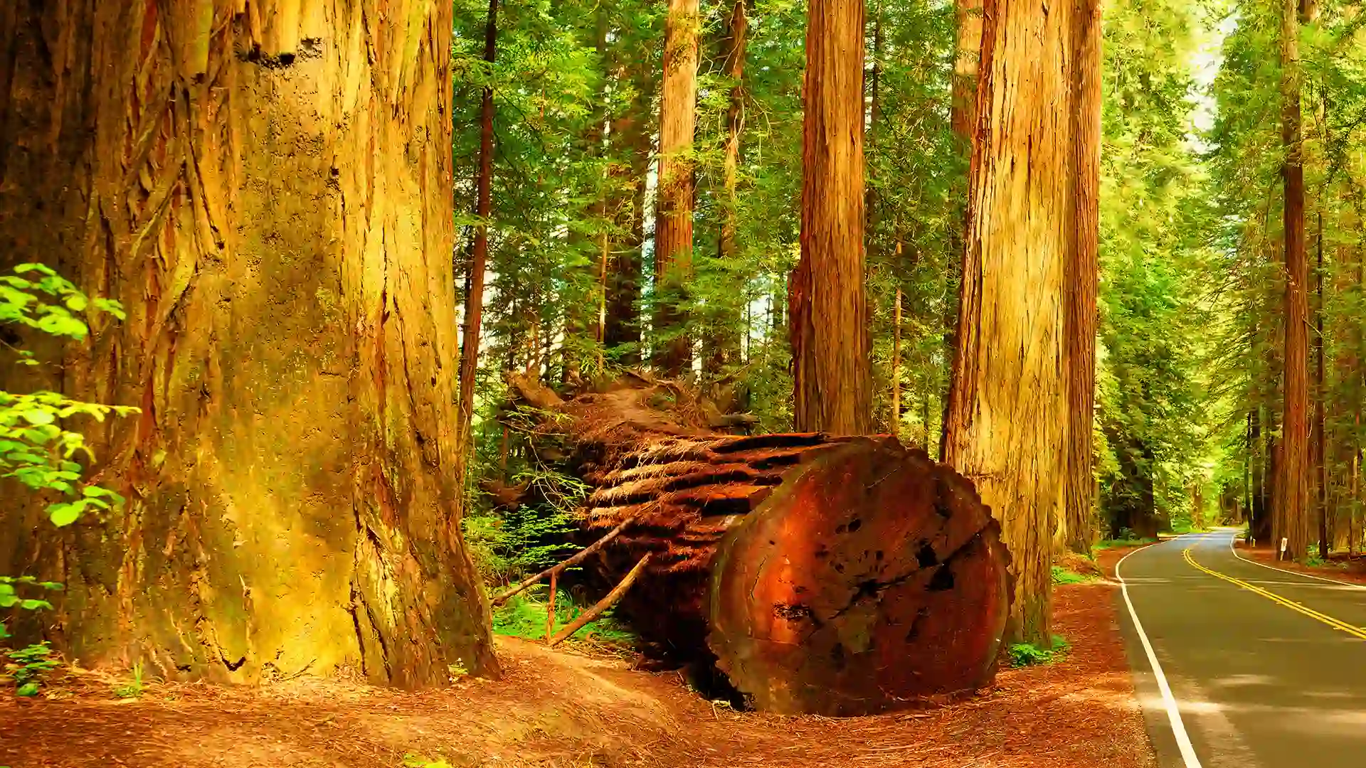 View of large redwood trees near road in California.