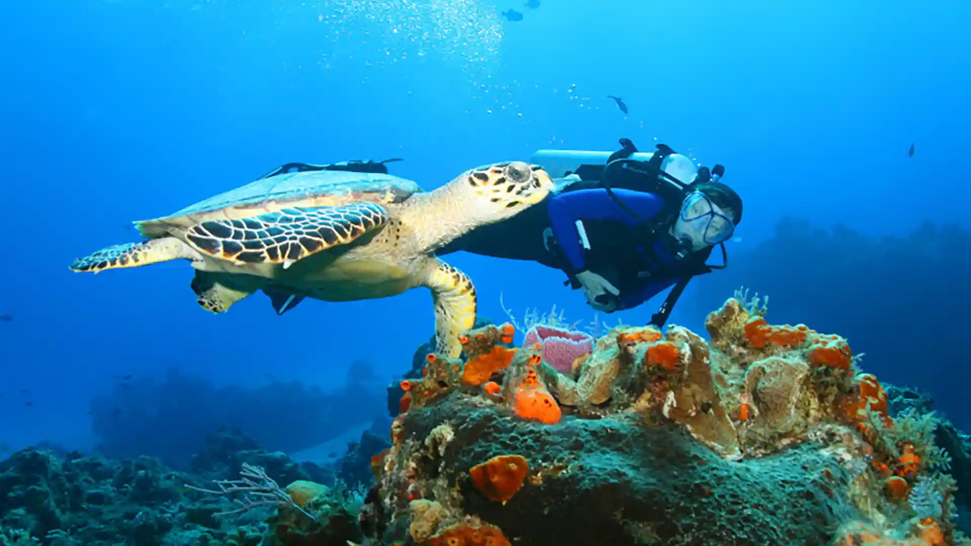 View of person snorkeling near sea turtle in Cozumel above coral reefs.