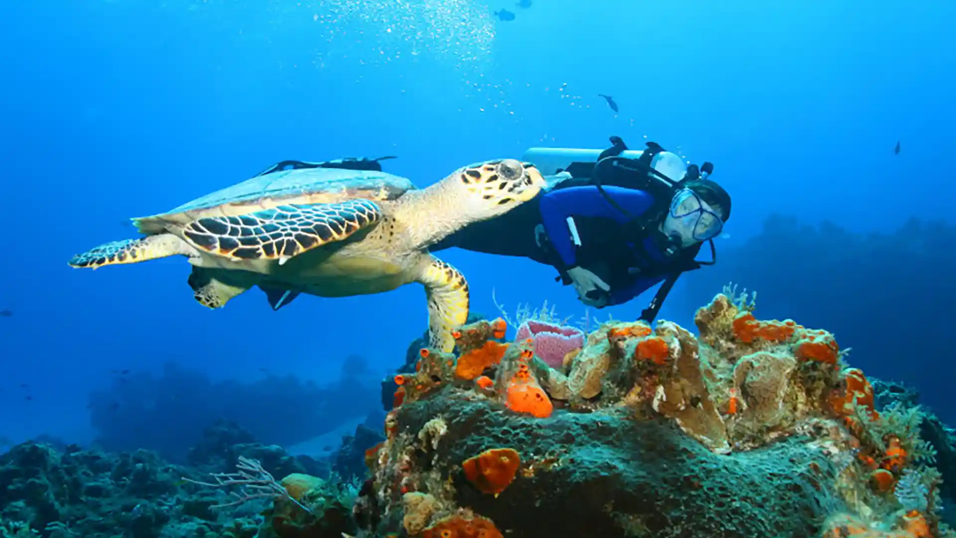 Cozumel, Mexico View of person snorkeling near sea turtle in Cozumel above coral reefs.
