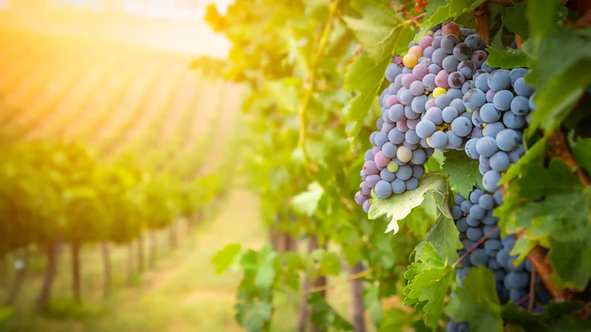 Sonoma vs. Napa: Exploring California’s Famed Wine Regions