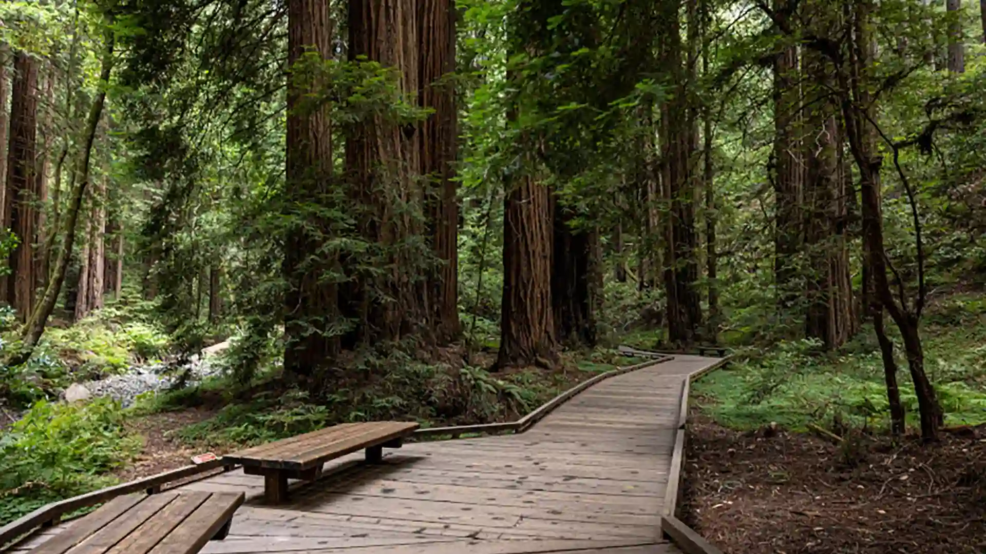View of towering redwood trees along hiking trail in Redwoods National Park in California.