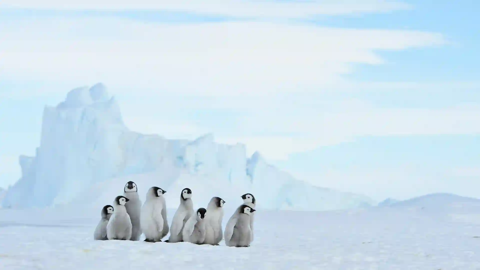 Penguins in Antarctica View of penguins standing on glacier n Antarctica.