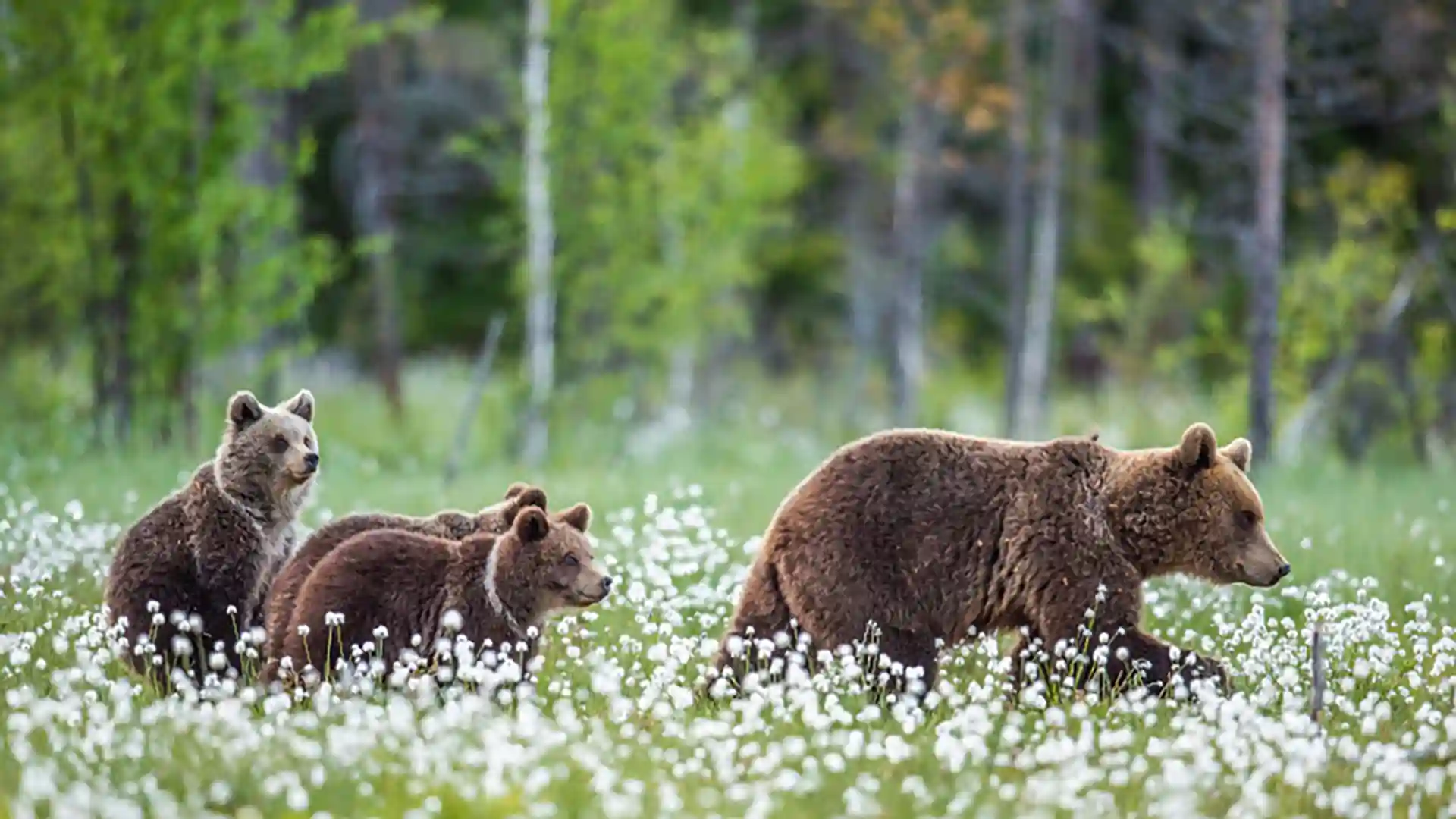 Alaska Bear Cubs View of Alaska bears in the wild.