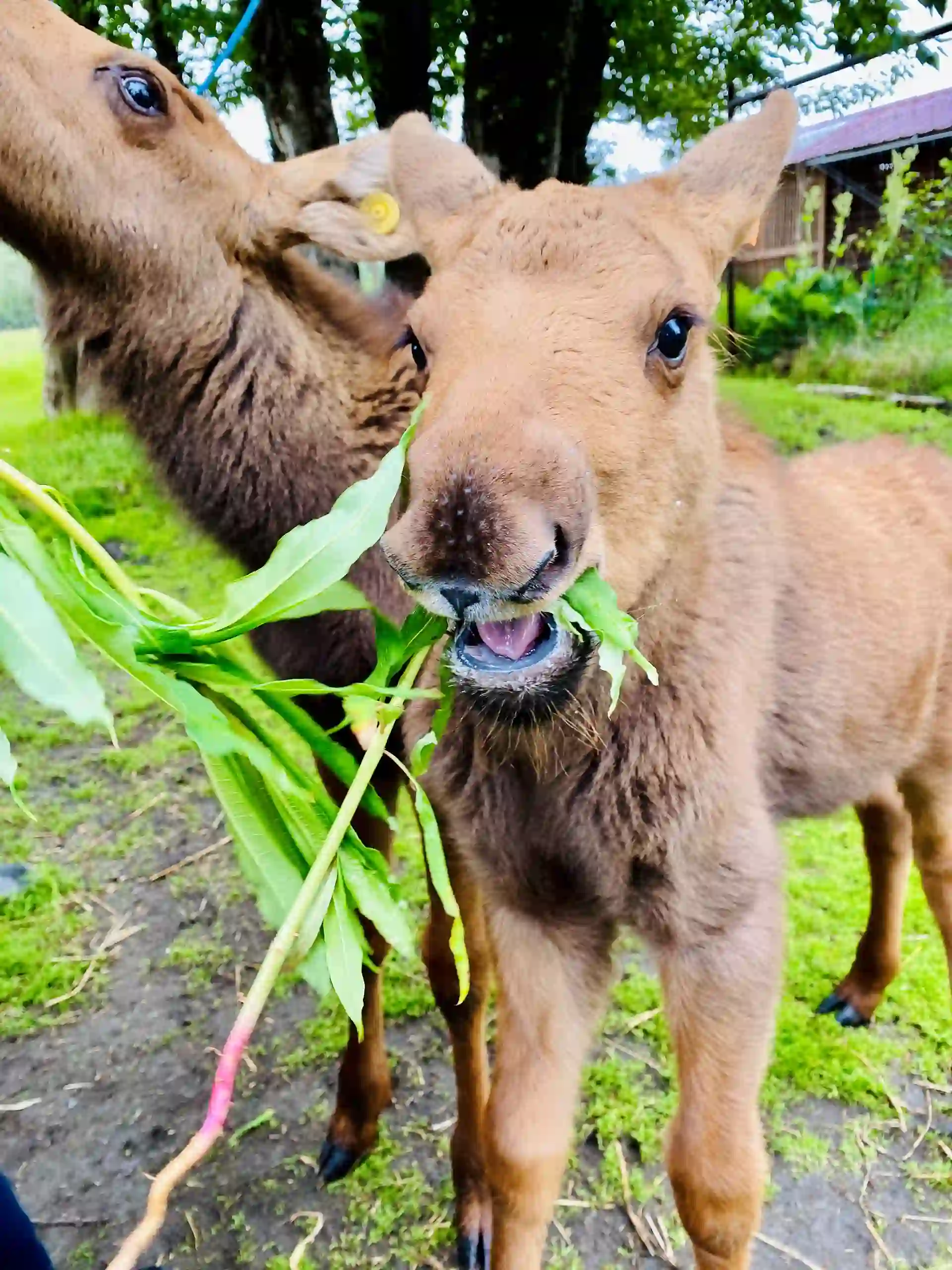 Holland America Line Moose Encounter at AWCC View of rescue moose eating food at Alaska Wildlife Conservation Center.