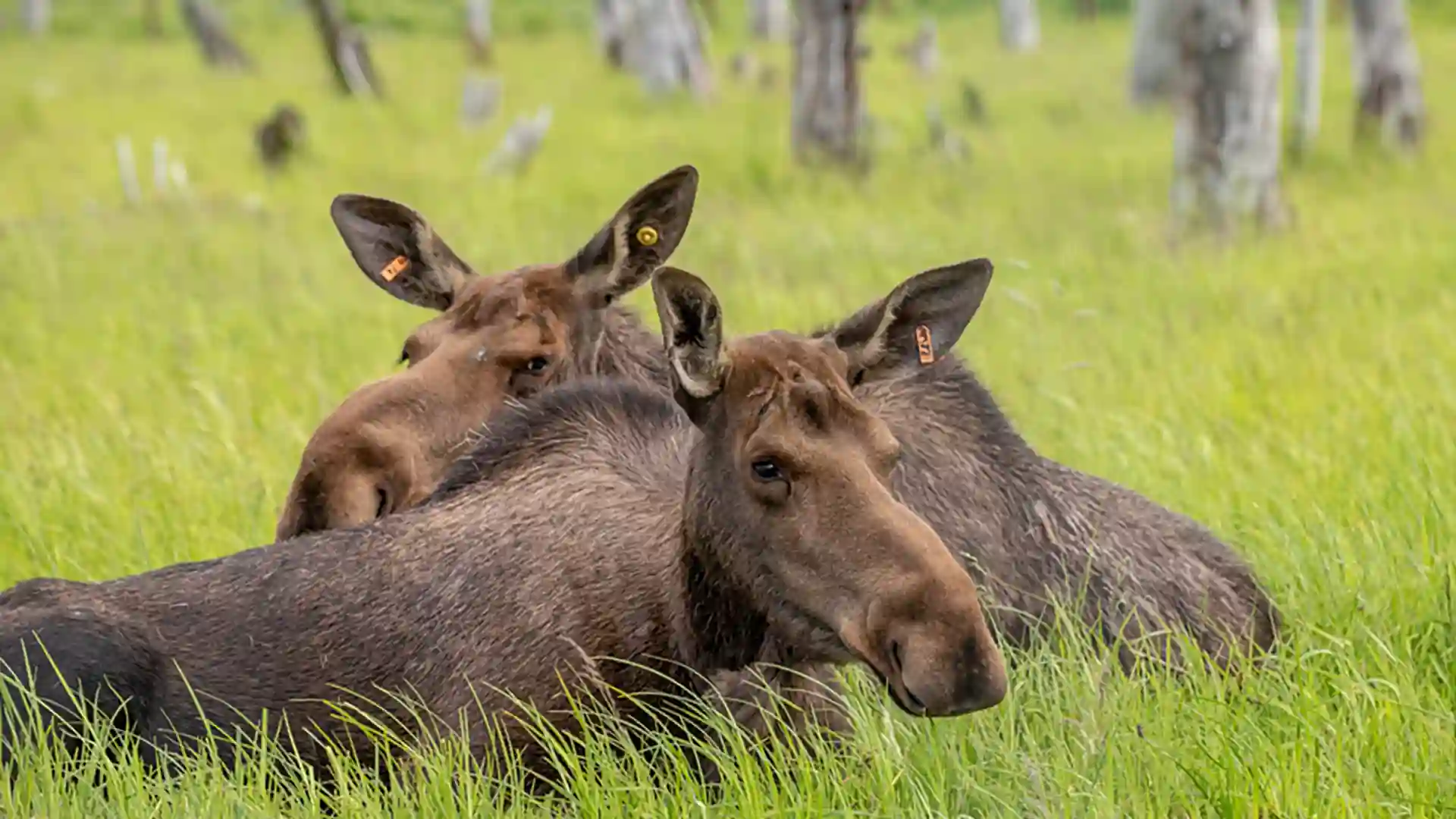Post: Guests Help Name Next Rescue Moose at AWCC