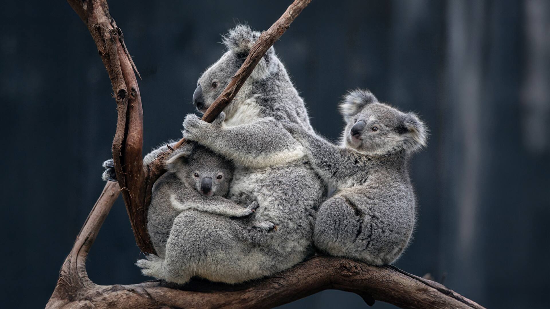 Post: Now Available: 2027–2028 Australia, New Zealand & South Pacific Cruises