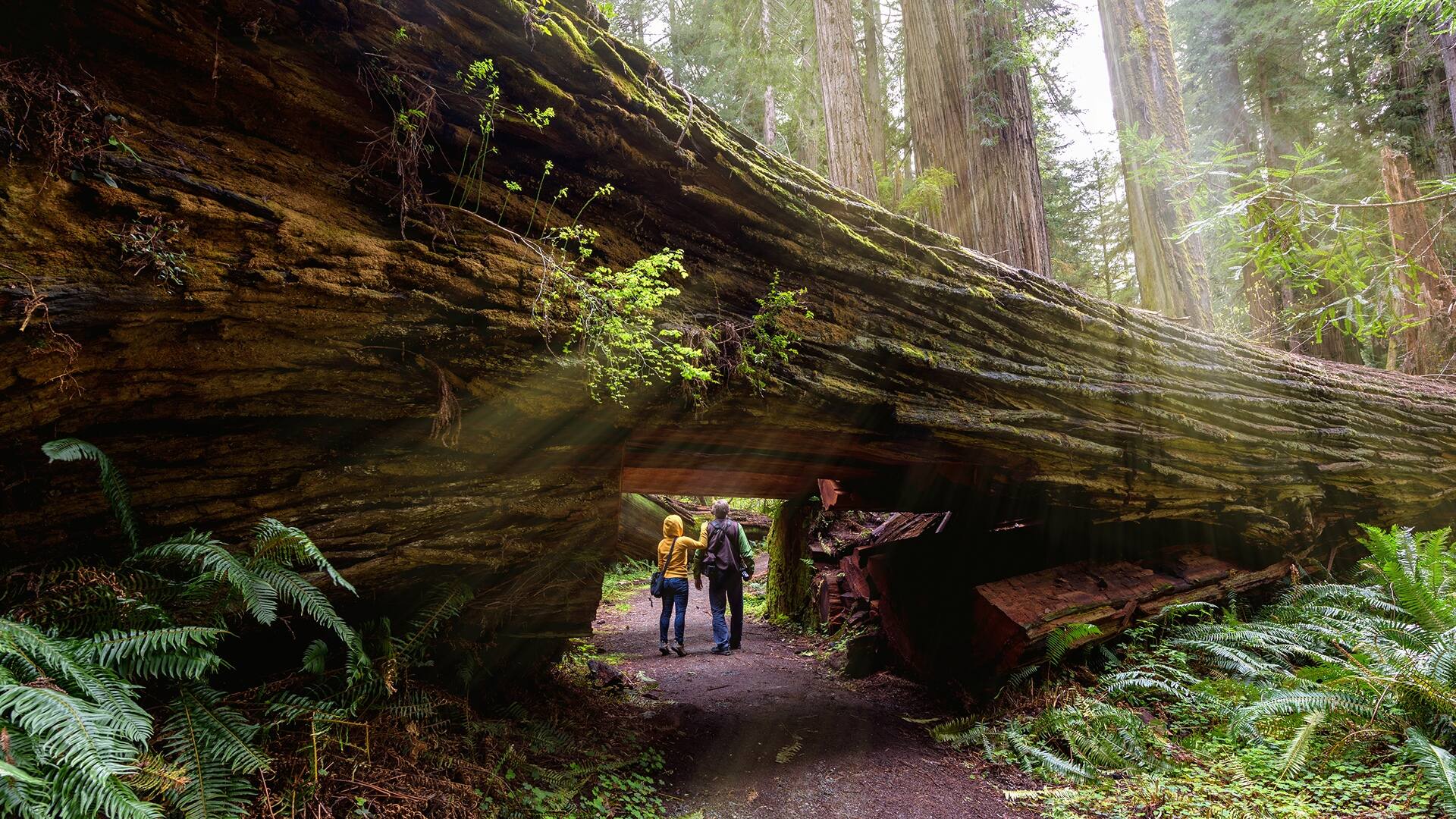 A California redwood tree with its trunk carved out and a couple hiking through.