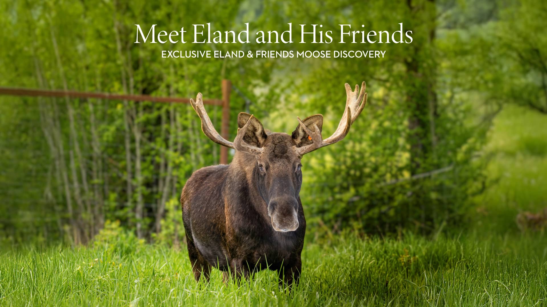 Post: Celebrating National Moose Day With Alaska Wildlife Conservation Center
