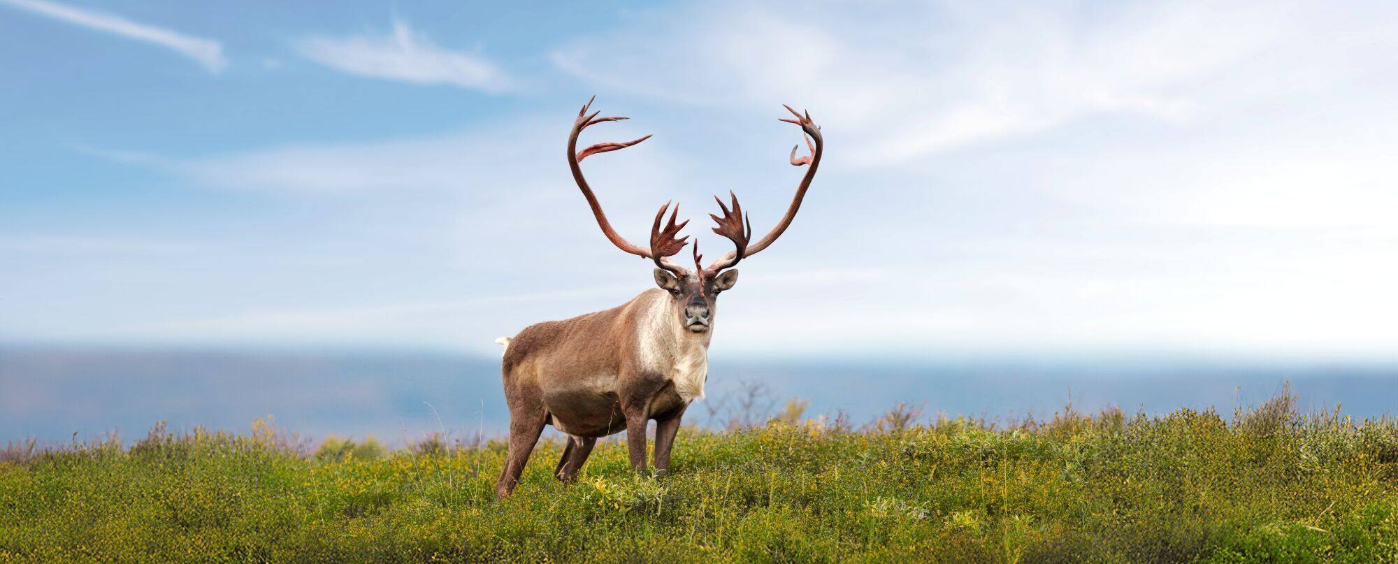 Caribou standing on tundra terrain under a clear sky.