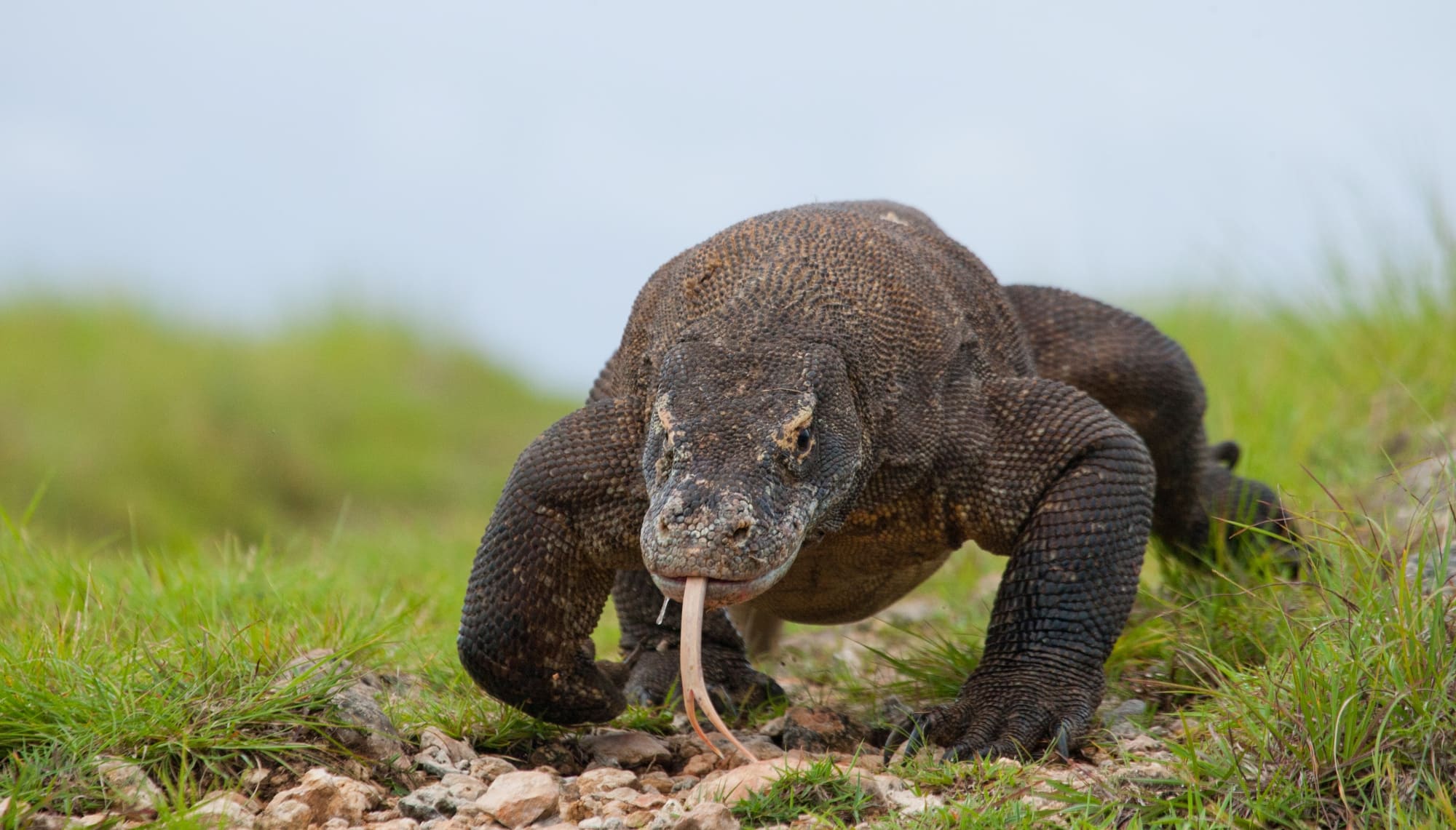 Komodo dragon walking forward on grassy ground with its tongue extended.