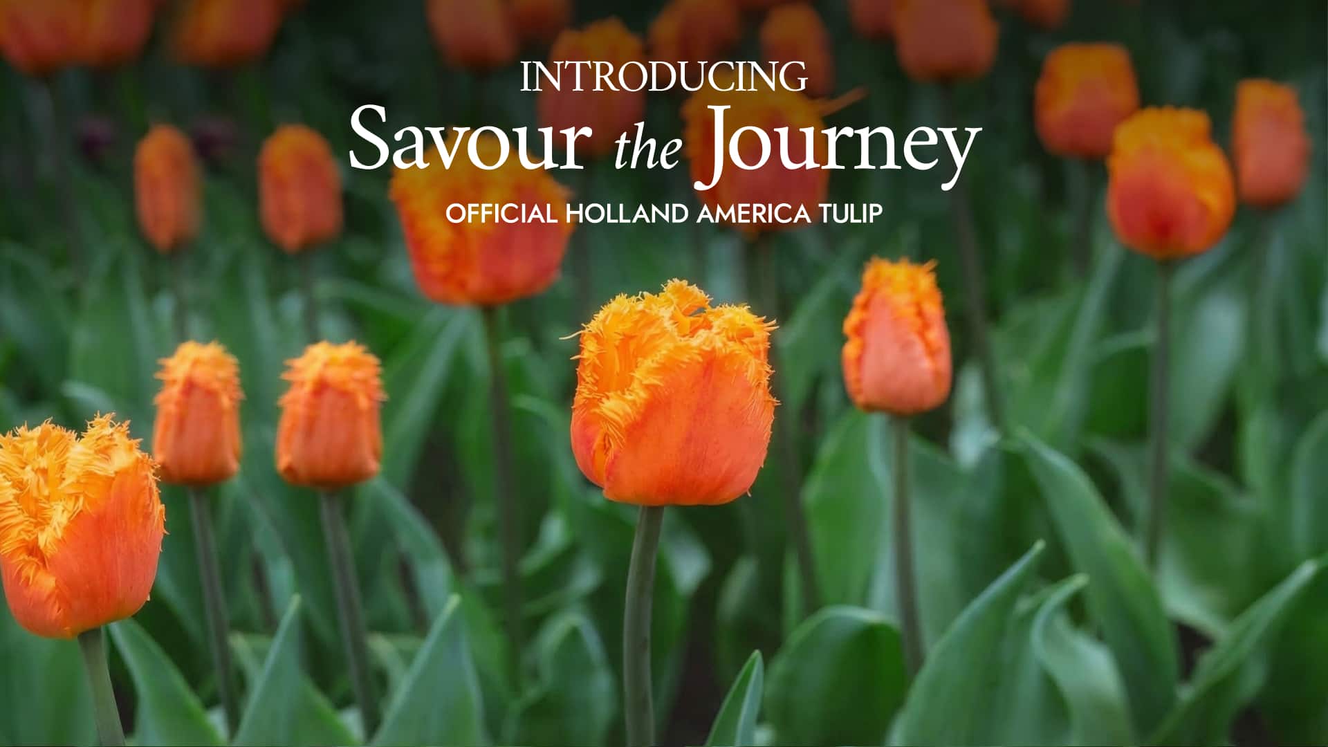 Post: Holland America Savour the Journey Tulip Debuts at the Keukenhof Tulip Festival
