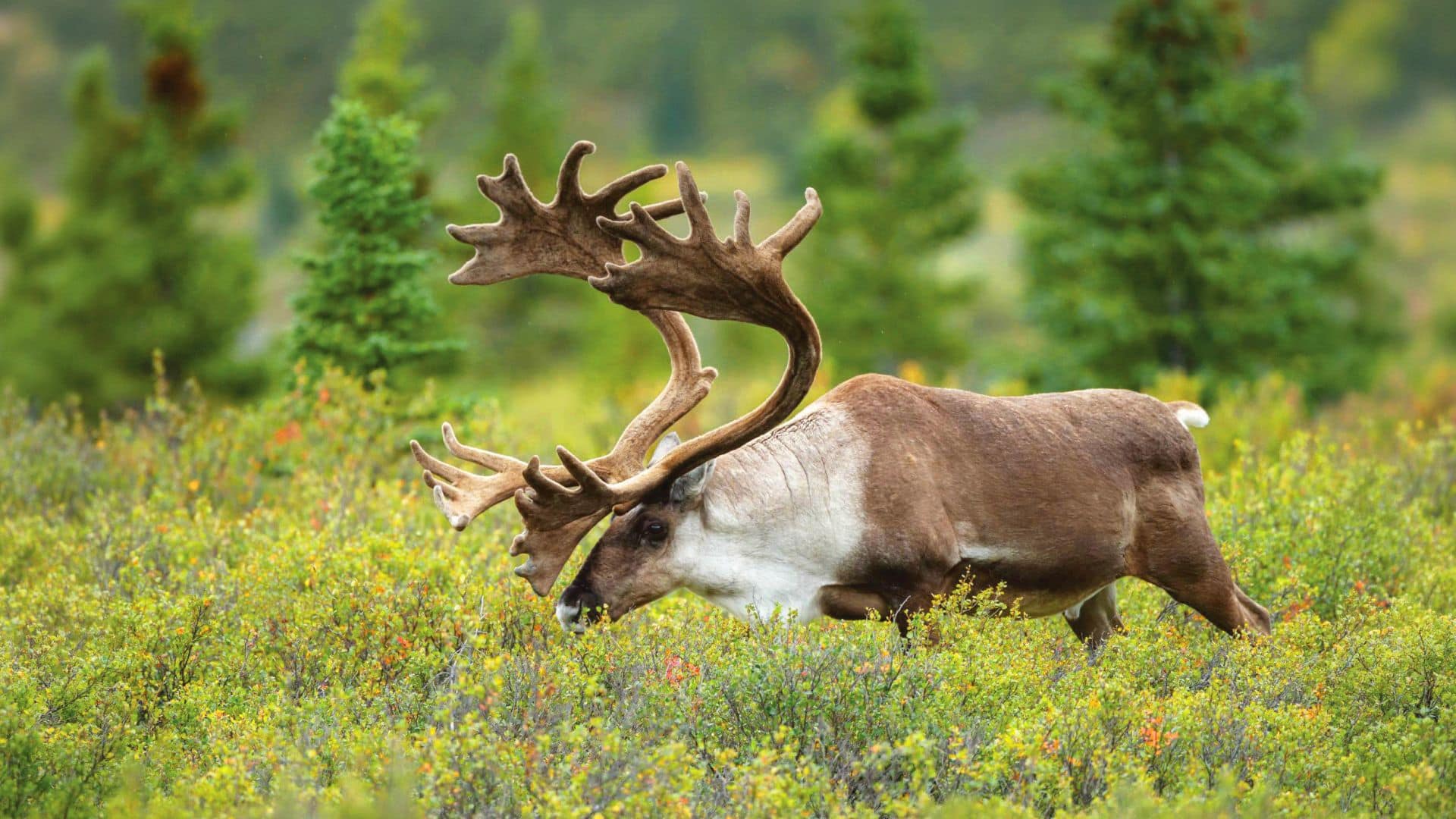 Post: Guests Experience the Summer Solstice with the Alaska Wildlife Conservation Center