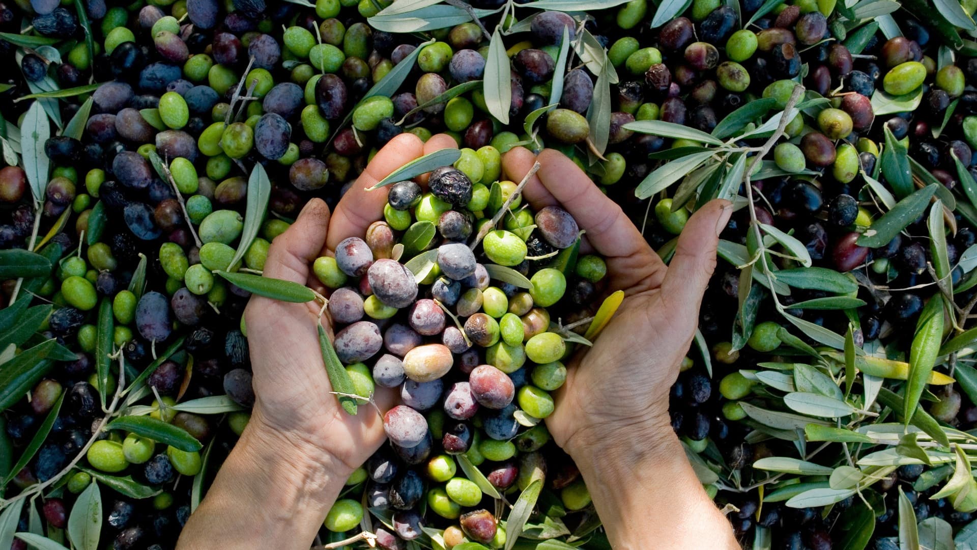 Hands holding freshly harvested green, purple, and black olives above a pile of olives and leafy branches.