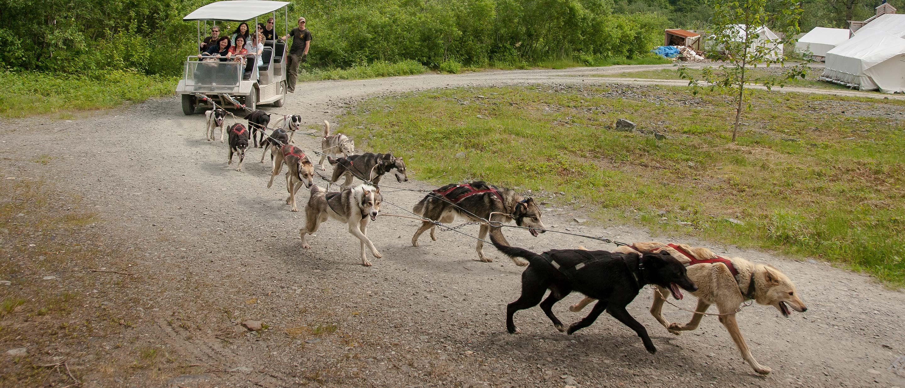 Sled dogs pulling a wheeled cart on a gravel trail during summer training at Alaska sled dog camp.
