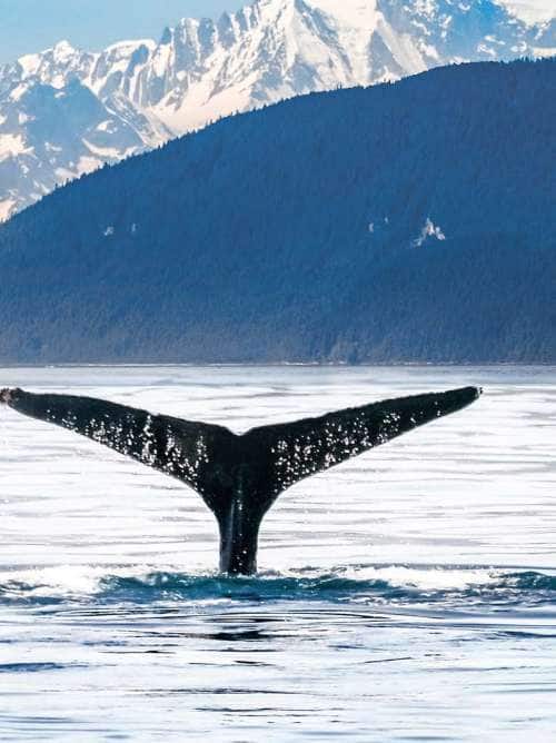 Orca breaching off the coast of Alaska