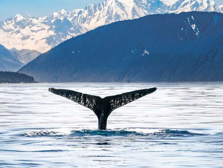 Orca breaching off the coast of Alaska
