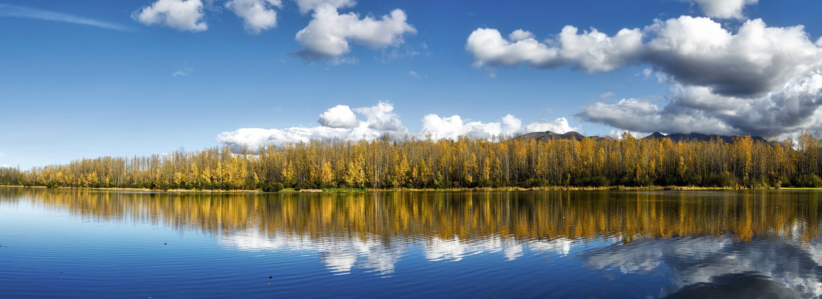 Lakefront Treeline, Anchorage, Alaska