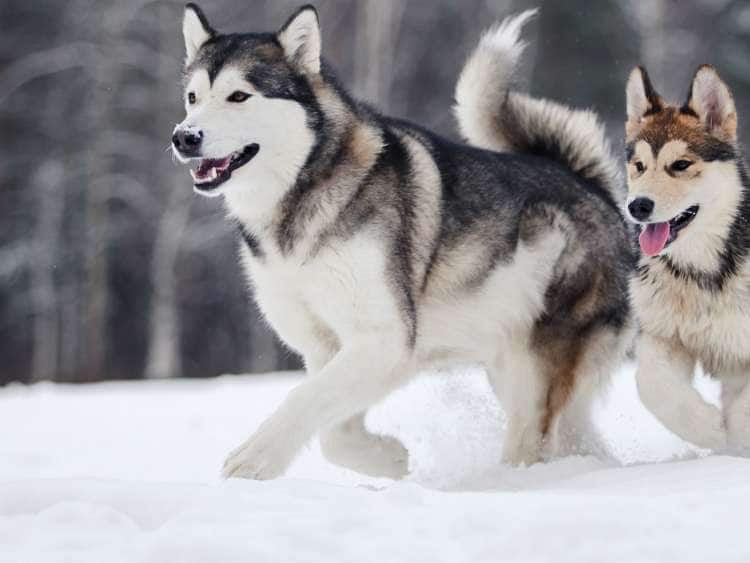 Two Alaska sled dogs running in the snow.
