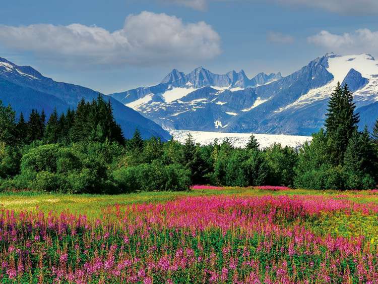 View of flowers with glacier in background.