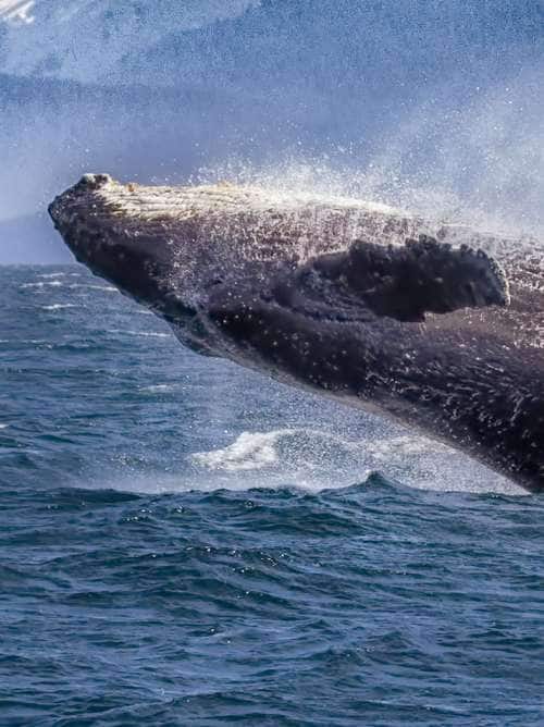 A breaching humpback whale in Alaska