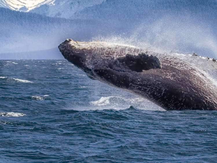 A breaching humpback whale in Alaska
