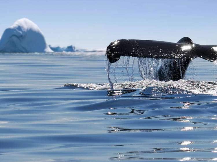 Whale's tail breaching in the icy waters of Alaska