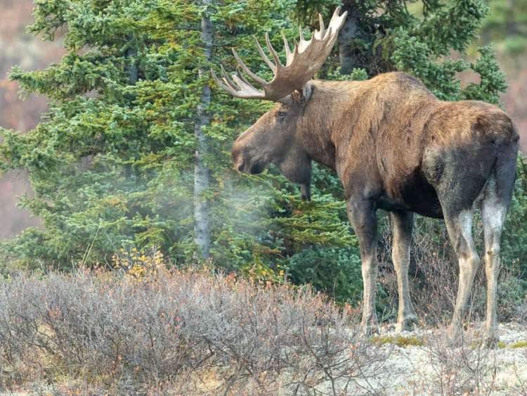 Get to Know the Big 5 Alaska animals | Holland America Line