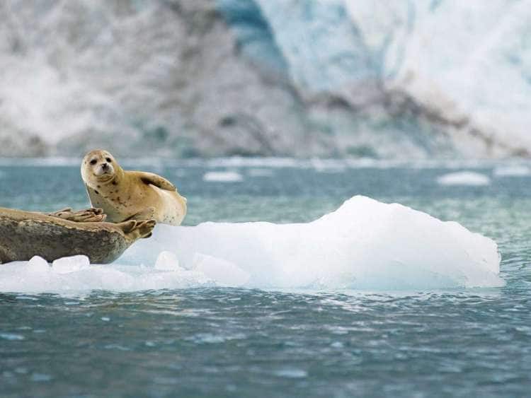 Steller Sea Lion's rest on an ice flow, seen on an Alaska cruise