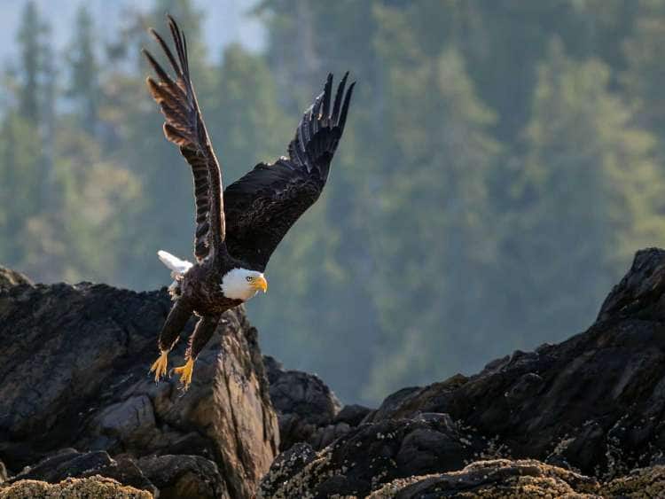 Bald eagle taking flight in Alaska's forest
