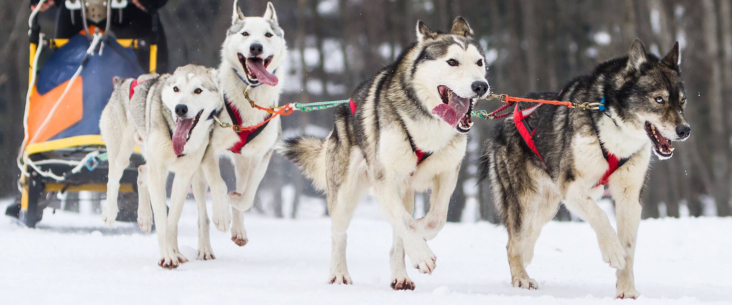Sled dog team running in snow, huskies pulling sled in winter forest.
