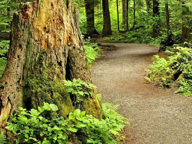 trail through Vancouver's forested Stanley Park