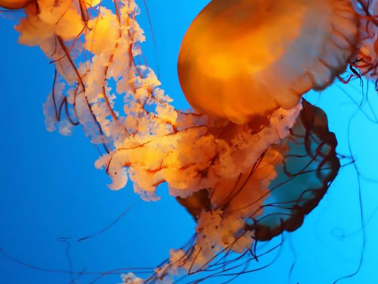 Schools of jellyfish swimming at the Vancouver Aquarium