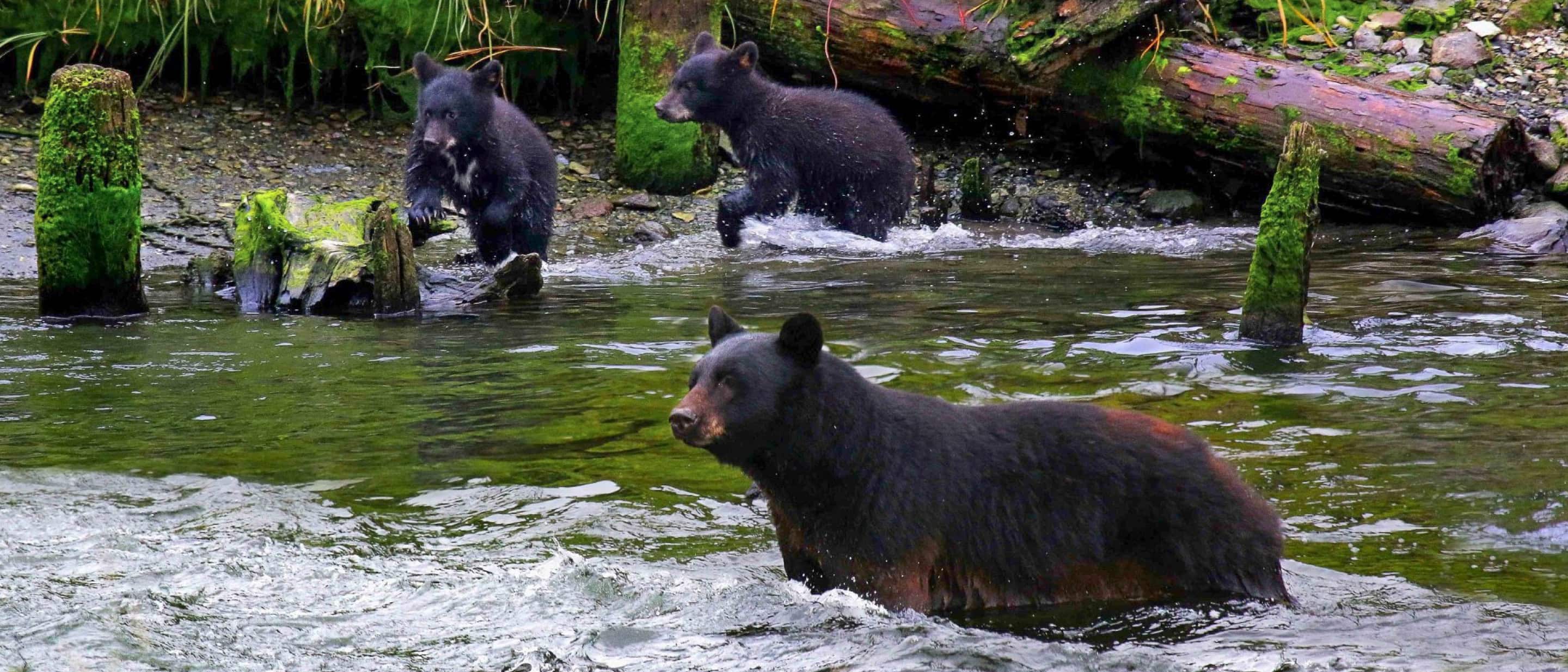 Black bear with two cubs wading in a river surrounded by mossy logs and greenery.