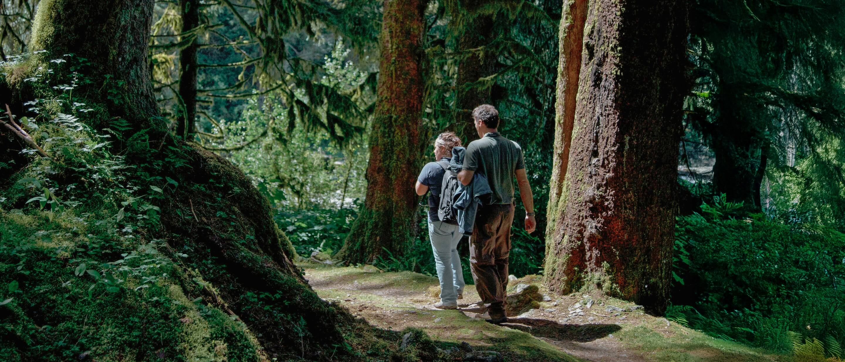 Couple hiking on a mossy forest trail with towering evergreen trees and lush green foliage.