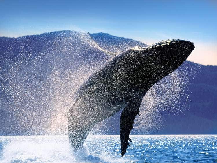 Whale watching on an Alaska cruise