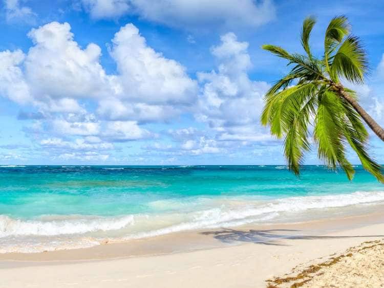 Tropical Caribbean island surf with palm tree on the beach.