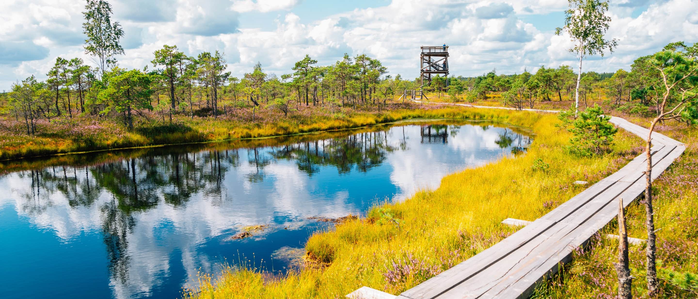 Scenic landscape of Great Kemeri Bog