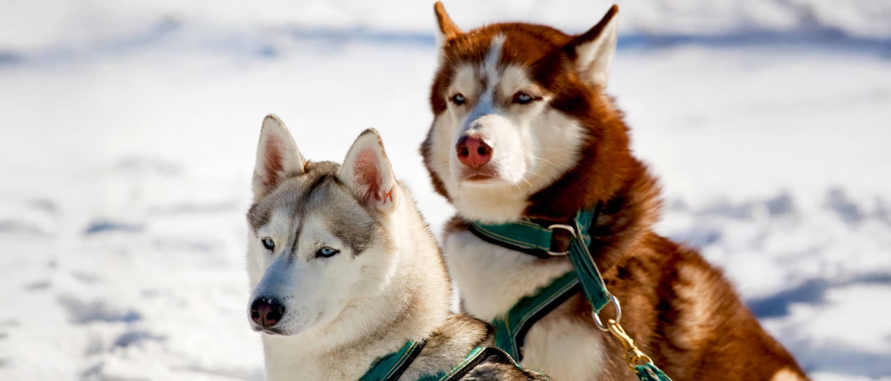 Two husky sled dogs in snow wearing green harnesses.