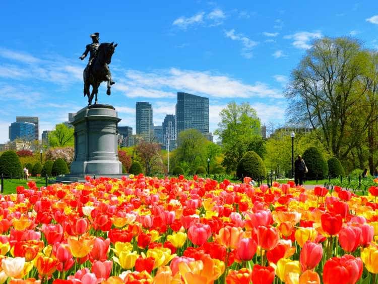 Colorful tulips in the Boston Public Garden and George Washington Statue