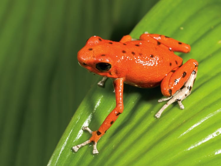 A picture of an orange frog on a leaf on one of many Panama Canal cruises