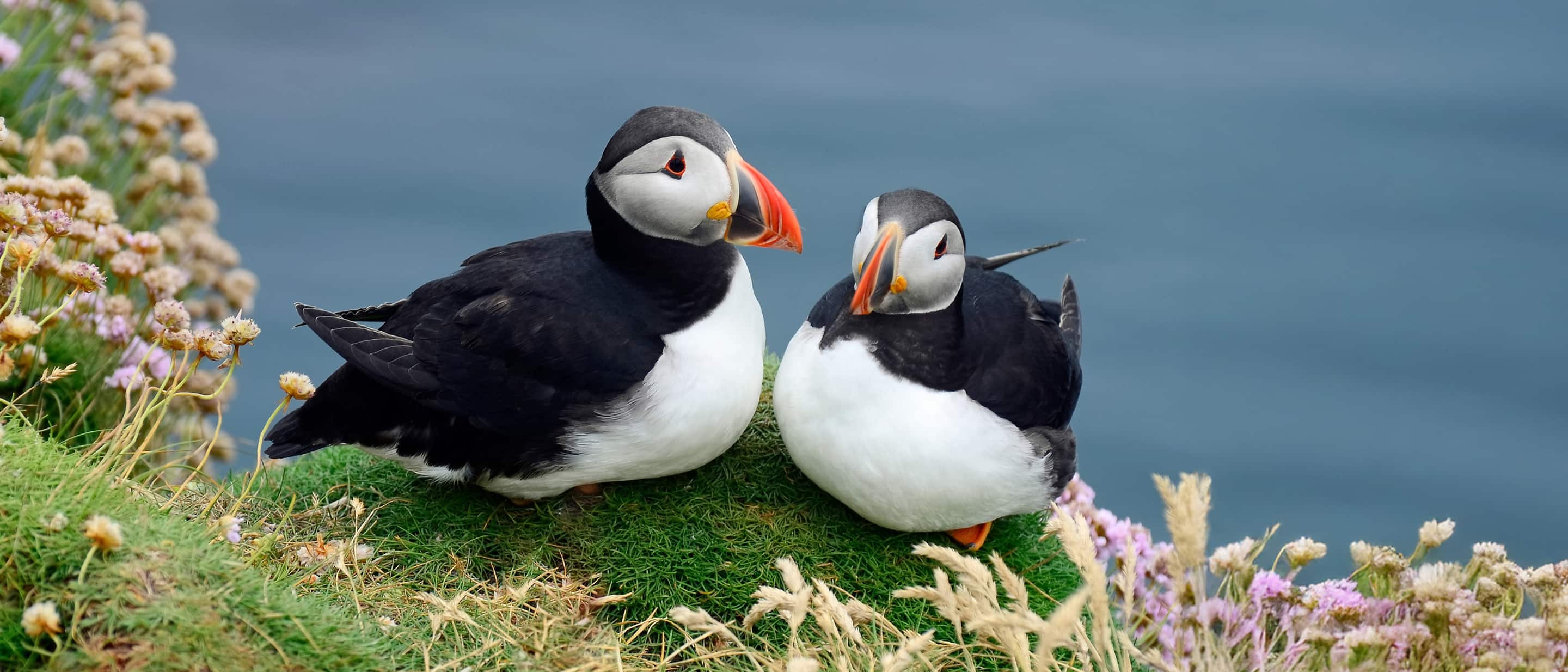 Nova Scotia Puffins on green