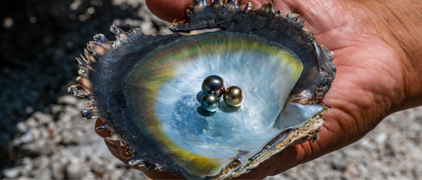 a hand holding an open mollusk shell containing several pearls