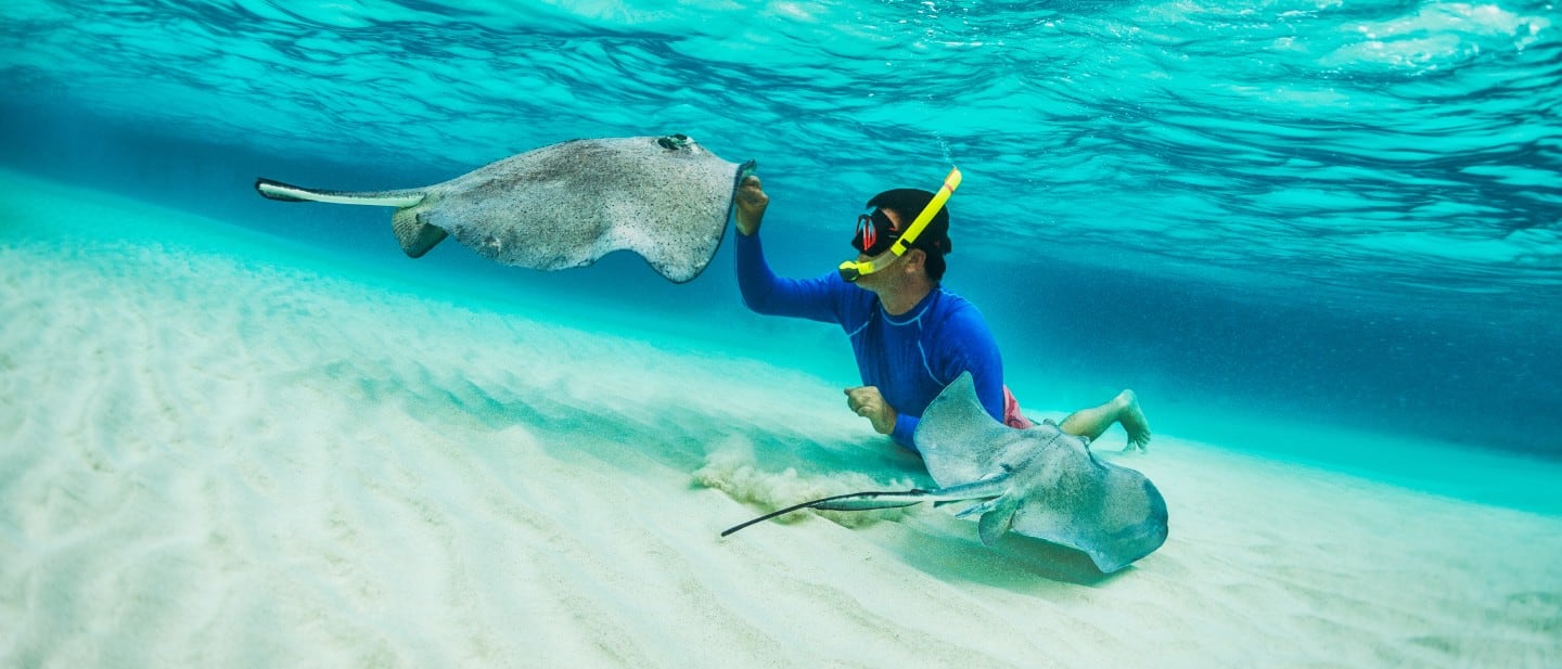 A person snorkeling in shallow, clear water with two stingrays