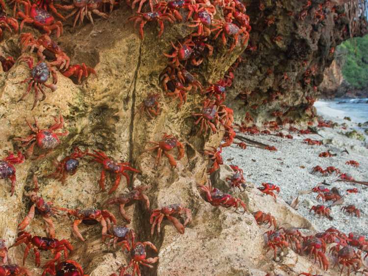 Consortium of red crabs on Christmas Island, Australia