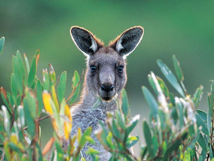 A kangaroo pokes his head up from the bush.