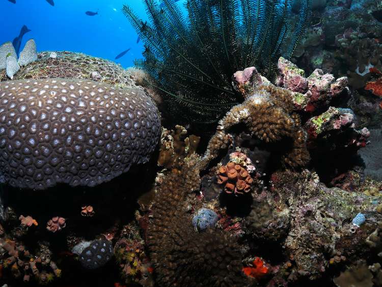 An underwater scene along Port Cairns Australia